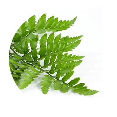 ingredients_polypodium ingredients polypodium